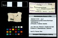 Foto (Objekt + Etikett) von Protosphaeroma ernstbrunnense (Bachmayer, 1949)  (NHMW-GEO-1990-0041-10187)